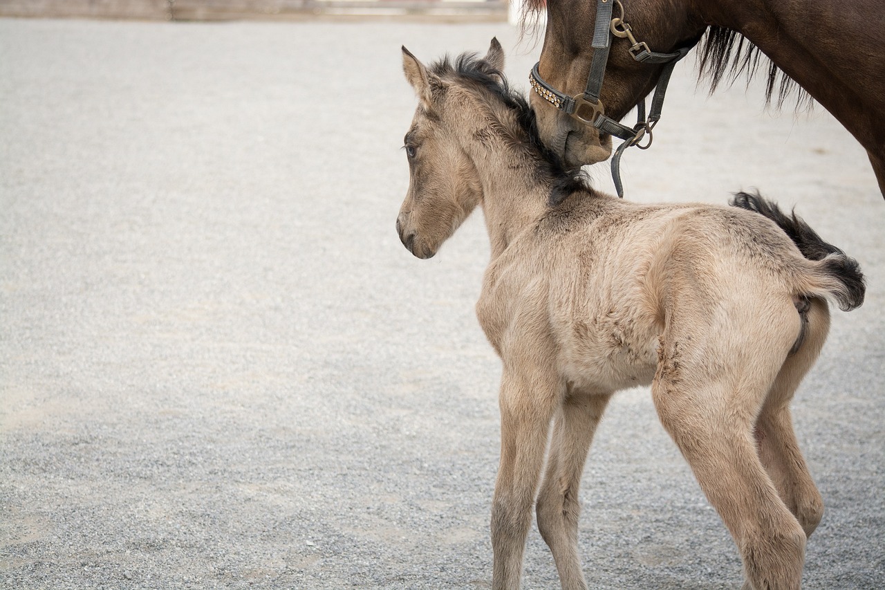 foal, nature, horse, pony, small, baby animal, mare, dun, breed, pony breeding, horse breeding, riding pony, riding pony foal, animal, mammal, newborn, foal, foal, foal, foal, foal, horse, horse, horse, pony, pony, baby animal