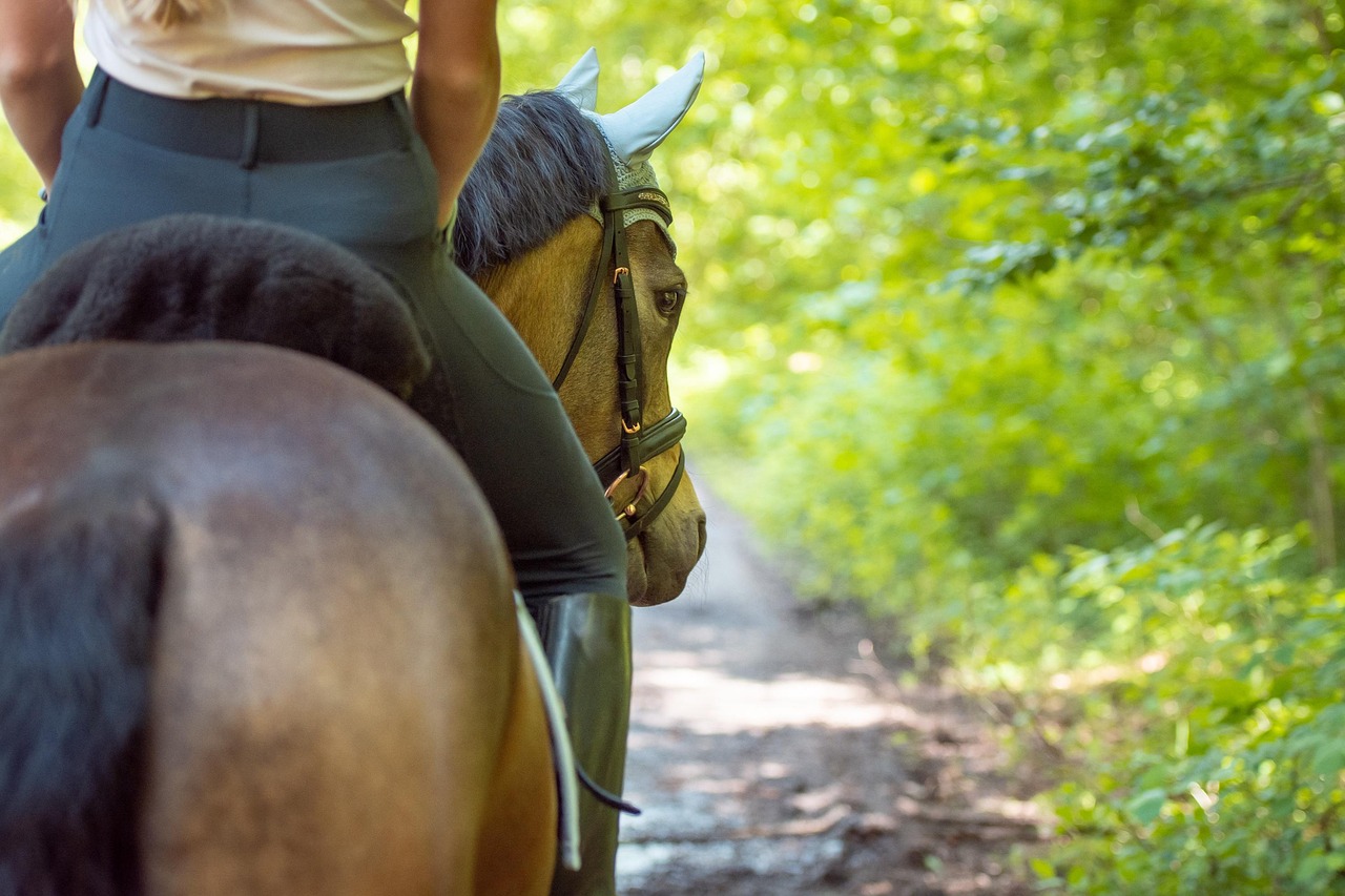 horseback riding, rider, leisure, equestrian, horsewoman, horse, pony, animal, riding horse, saddle horse, riding pony, sport, hobby, outdoors, nature, horseback riding, horseback riding, horseback riding, horseback riding, horseback riding