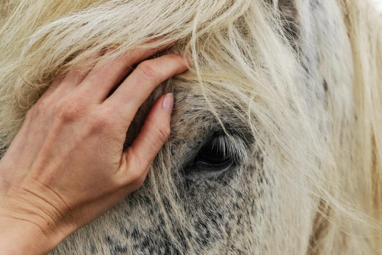 Close-up of a hand gently stroking a white horse's mane, showing affection.