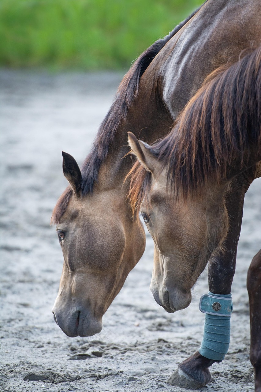 horses, ponies, mares, foals, nature, yearlings, animals