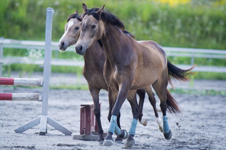 horses, ponies, spout, nature, moving, mares, riding ponies, mammal, animals