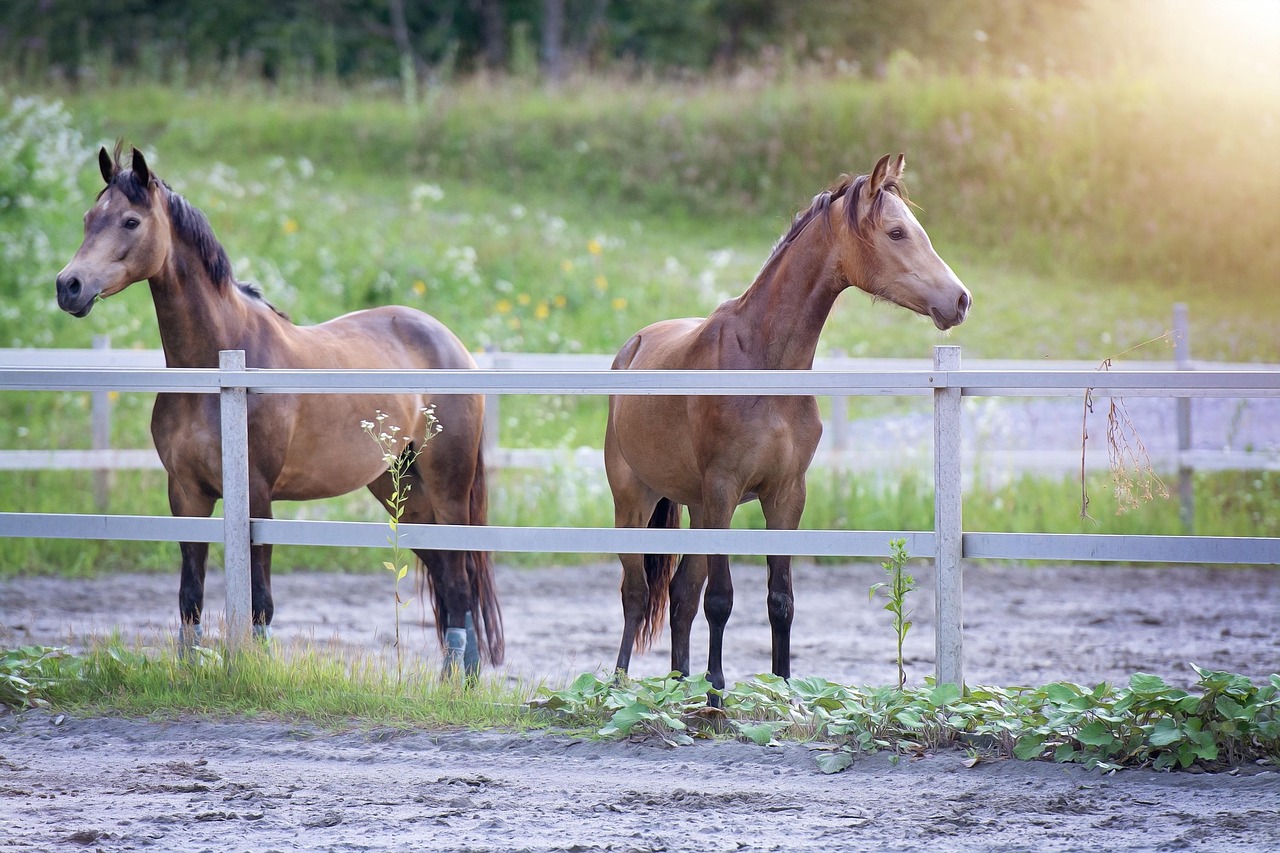 horses, animal, ponies, manes, stallions, nature, brown ponies, mammals, mares, animal world