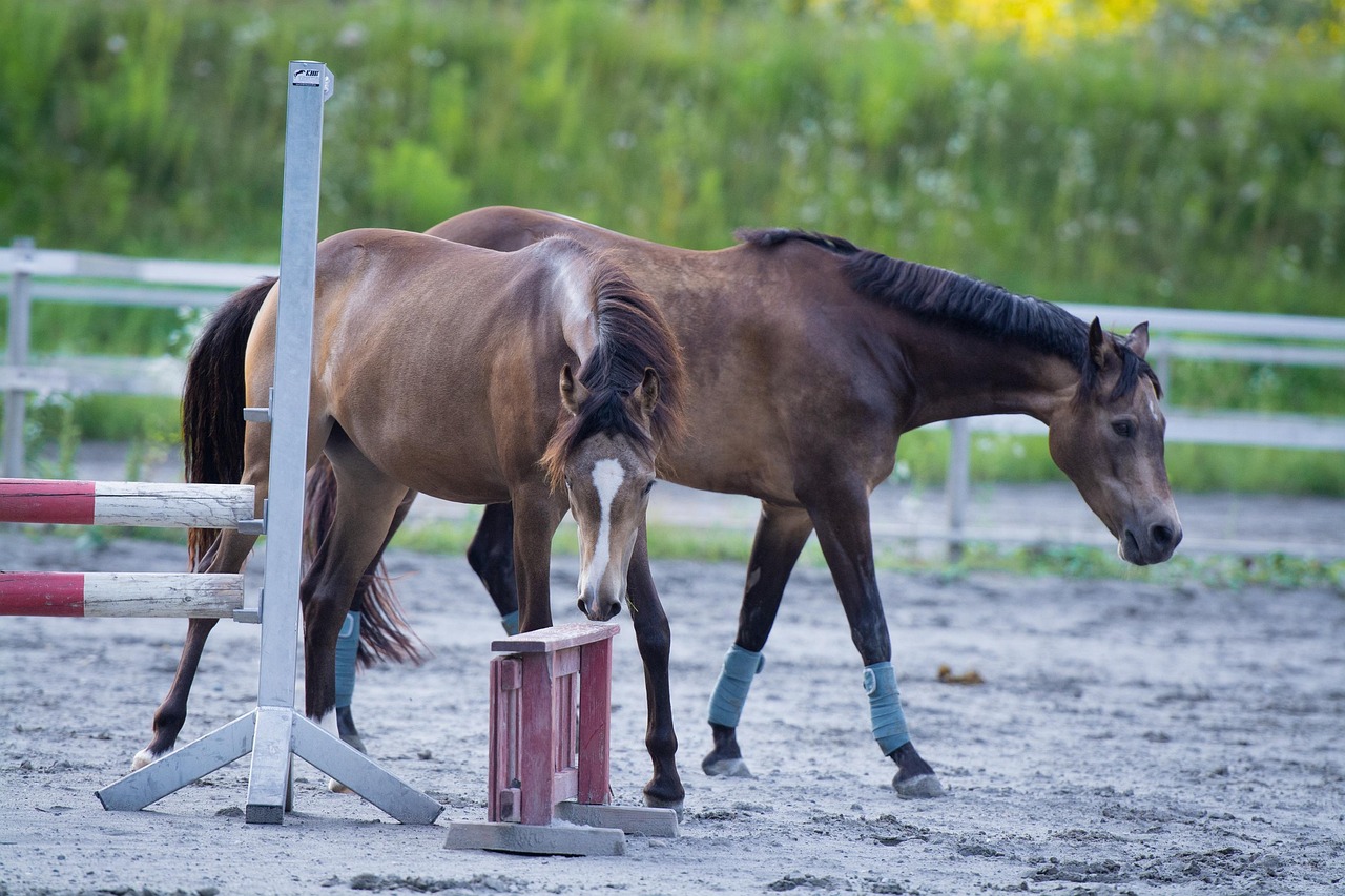 horses, nature, ponies, paddock, ranch, mares, riding ponies, animals